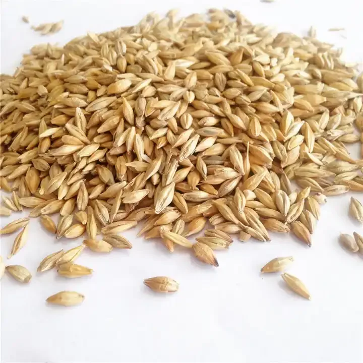 Barley Grain / Barley Malt Grain / Hulled Barley Grain At Competitive