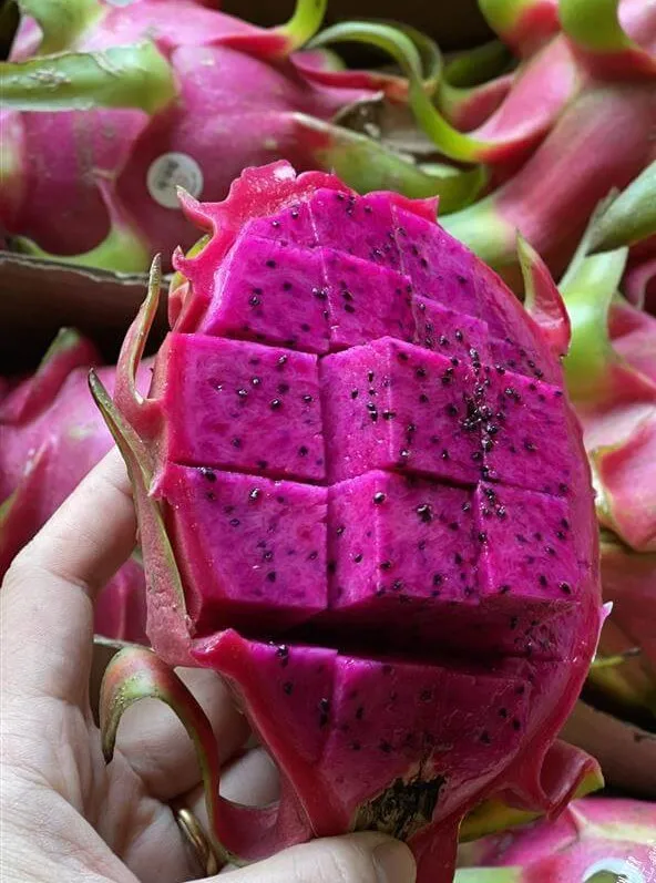 Vietnamese Red Dragon Fruit (pitaya) High Quality Products From Vietnam Agriculture/ Ms.jennie