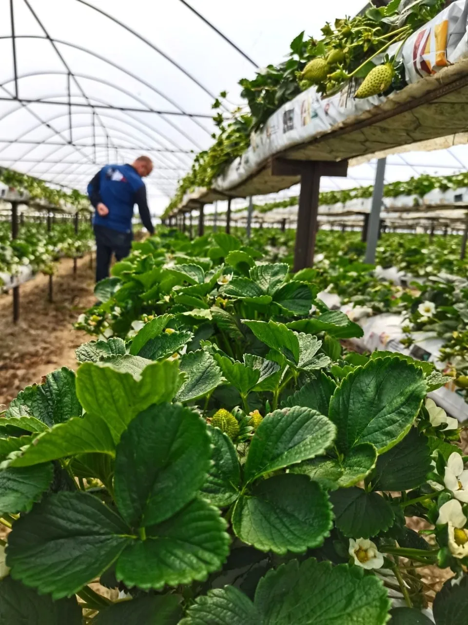 Hydroponic Grow Bags For Strawberry Growing With Special Arava Mixes