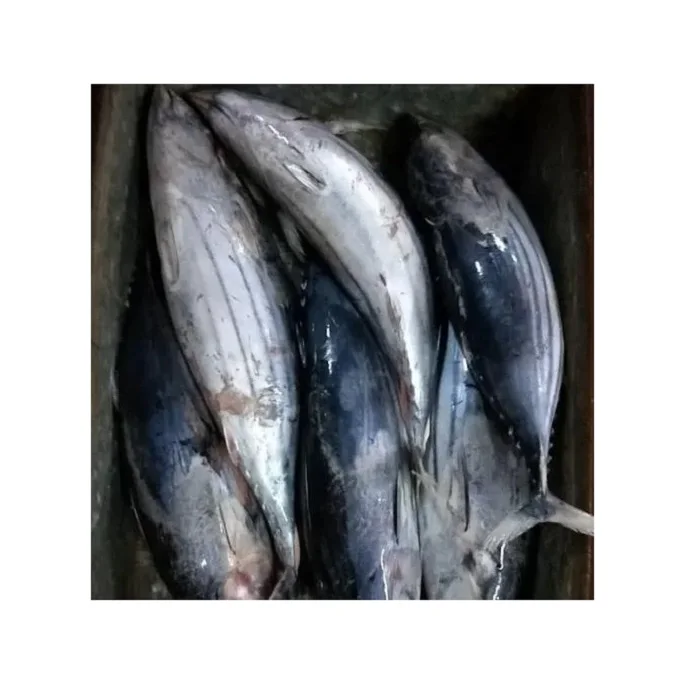 Ready Stock Frozen Tuna Jaw/tuna Collar 200/300g With Big Quantity