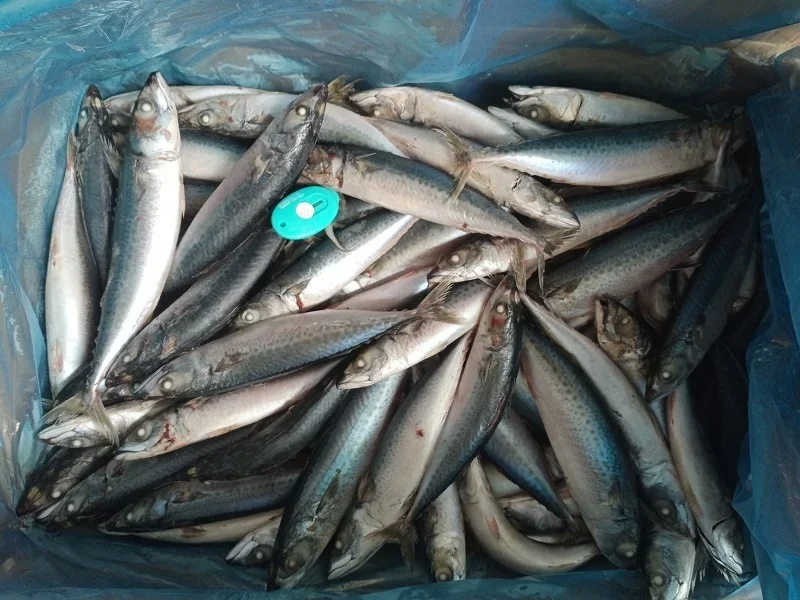 Frozen Pacific Mackerel Fish Seafood Buy Cheap Frozen Seafood Fish,Canned Mackerel Fish,Frozen
