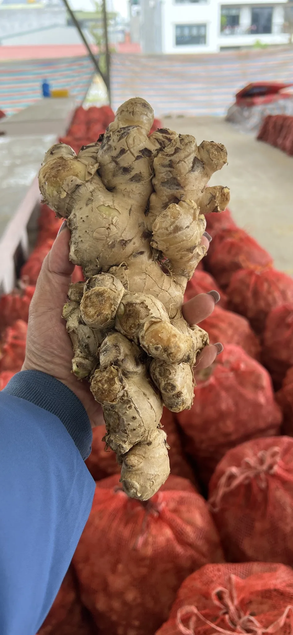 Vietnamese New Crop 2024 Fresh/dried Ginger Root Or Zinger With Top ...