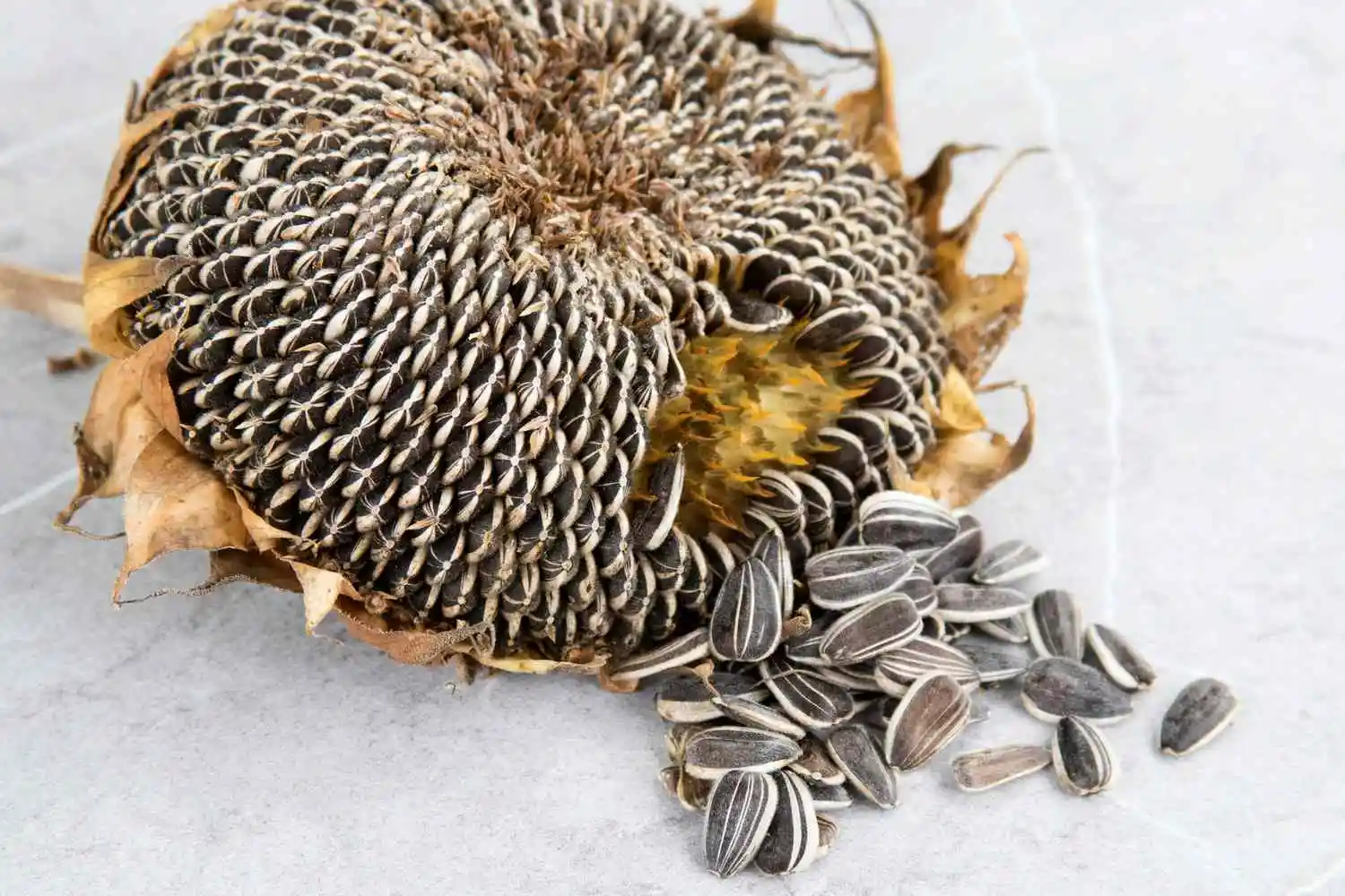 save-sunflower.jpg