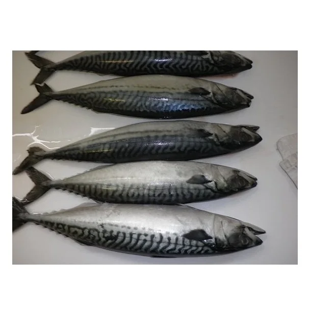 Good Taste Fresh Frozen Pacific Mackerel Fish 300500g Size On Sale