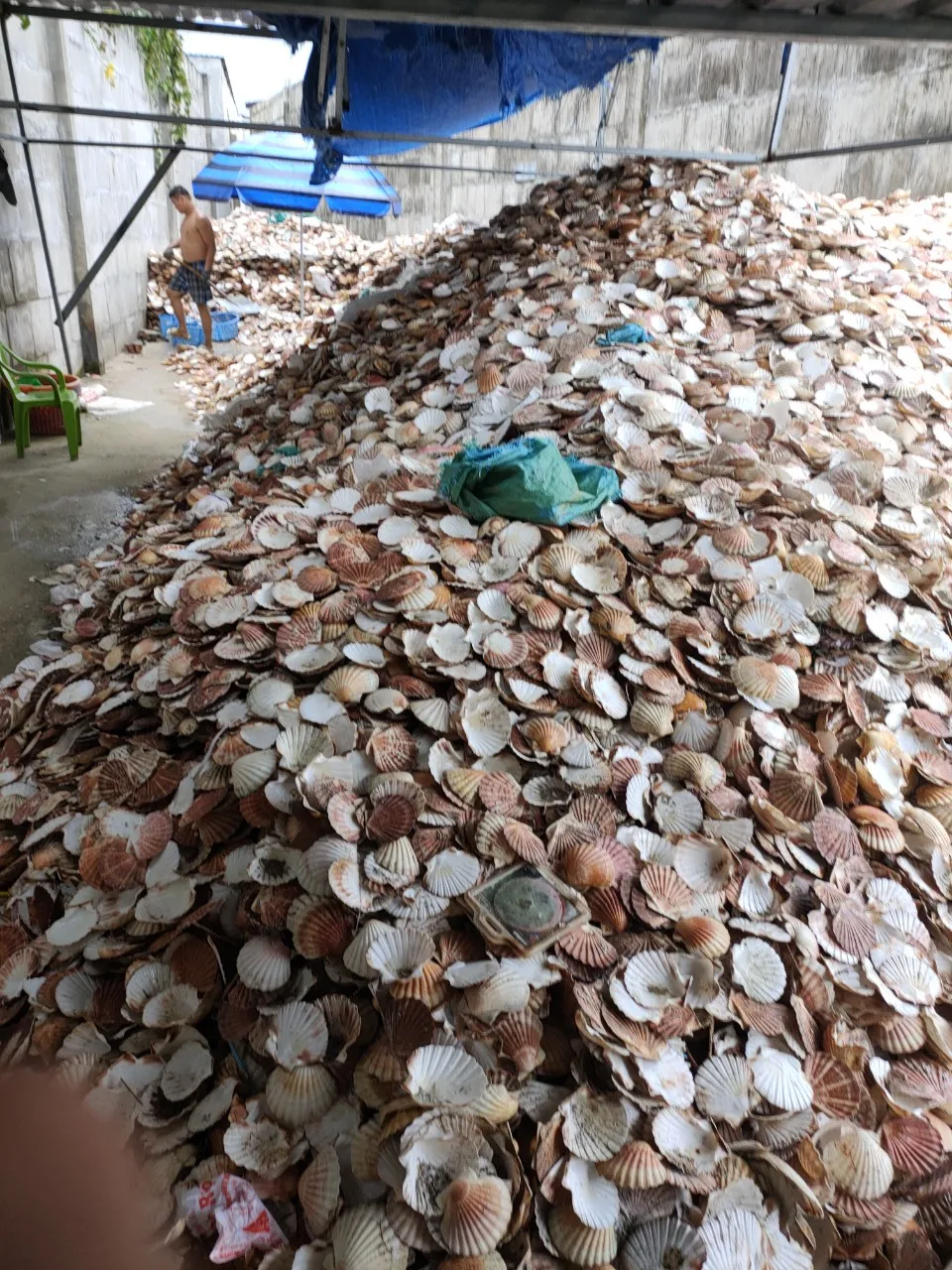 Best Selling Seashells  Snail Shells Market in Vietnam