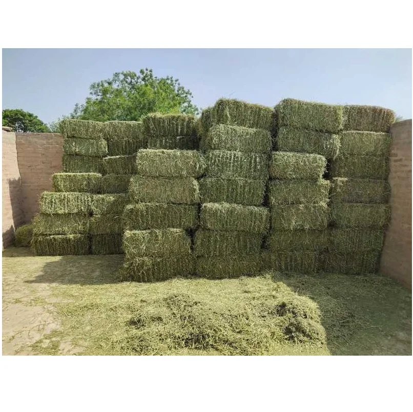 Alfalfa Hay With High Protein For Animal Feeding Timothy Hay/ Alfafa In