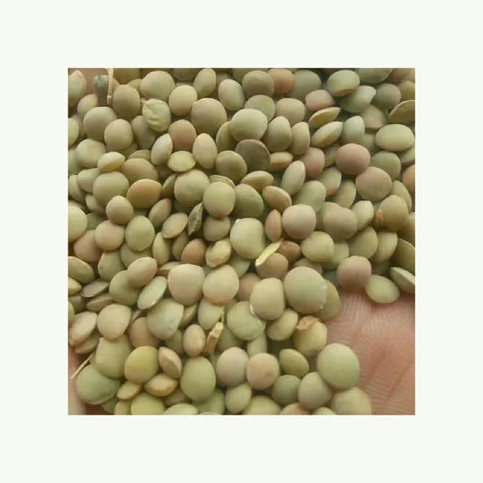 Best Factory Price Of Natural Canadian Whole Green Lentils Dry Organic