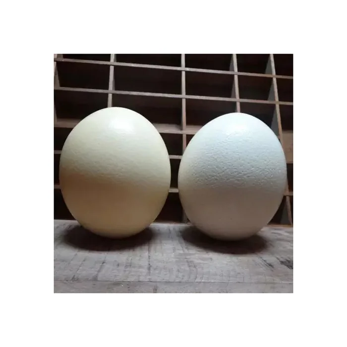 Fresh Chicken Table Eggs/ Artificial Ostrich Eggs For Sale Buy