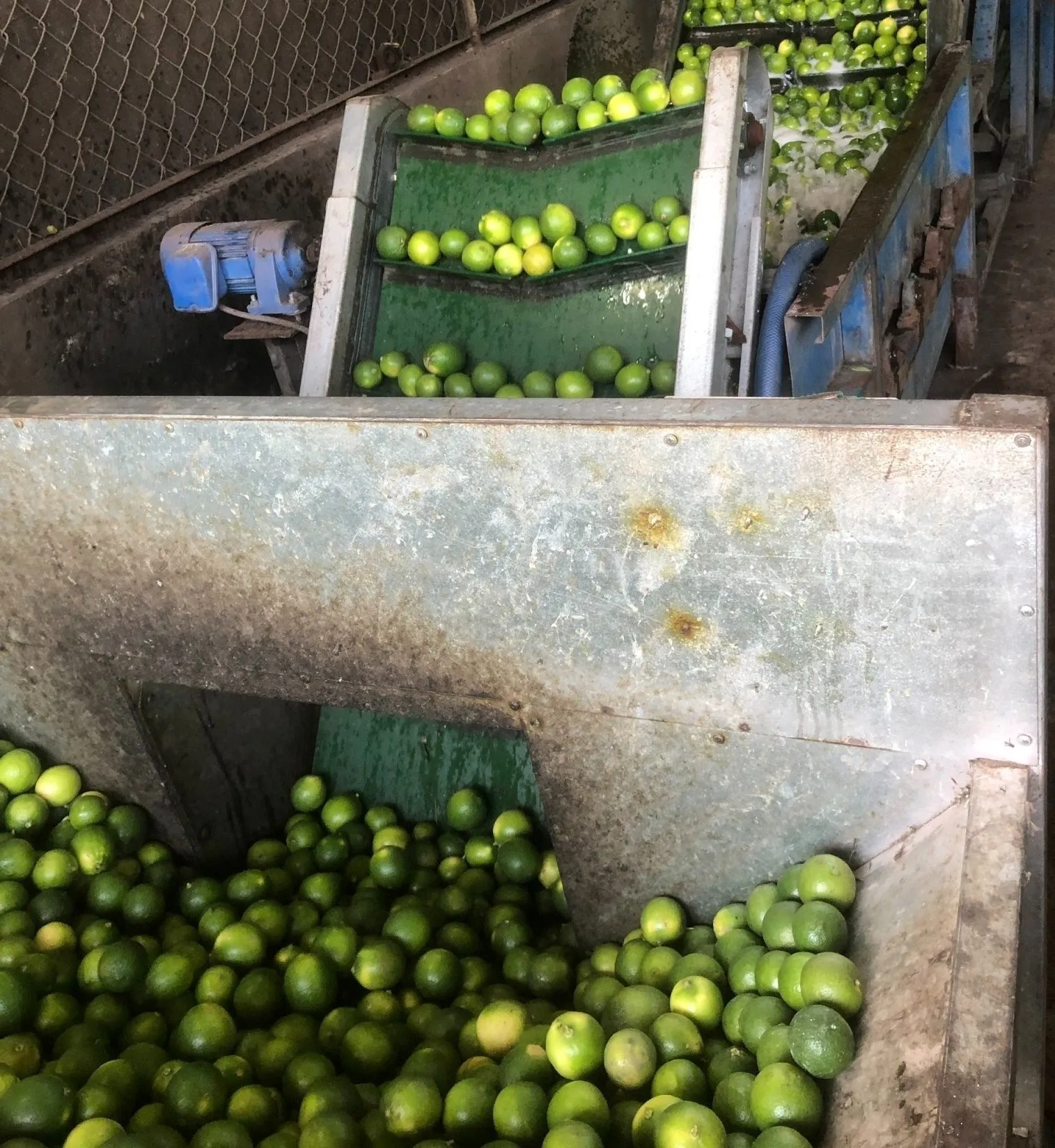 Vietnam Suppliers Seedless Fresh Lemon/ Green Lime Natural Citrus Fruit