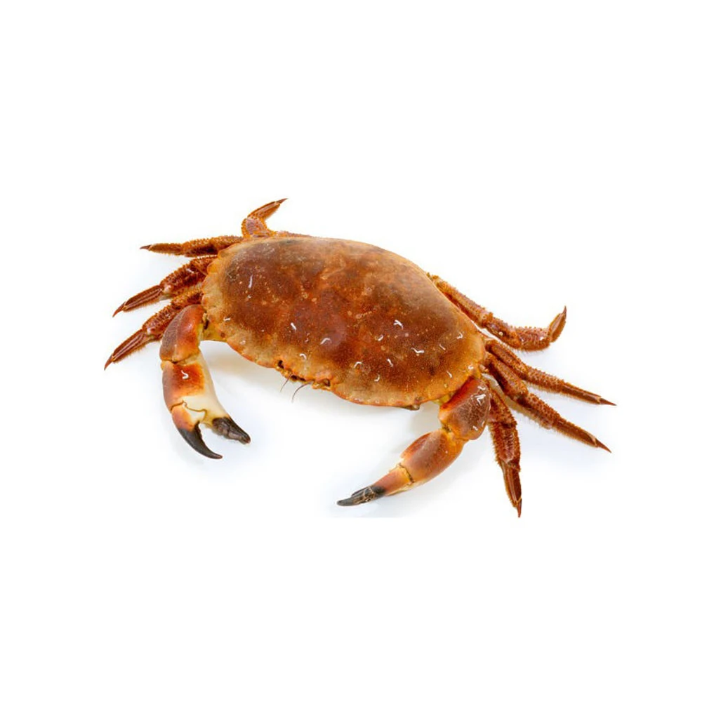 Buy King Crab Red King Crab Live And Frozen Red King Available For Sale