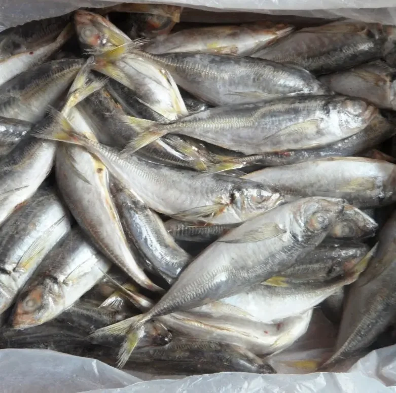 Frozen Whole Spanish Mackerel Fish Low Prices Supplier Buy Mackerel