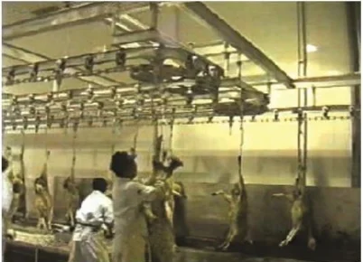 Industrial V-shaped restraint conveyor for halal sheep and goat slaughterhouses