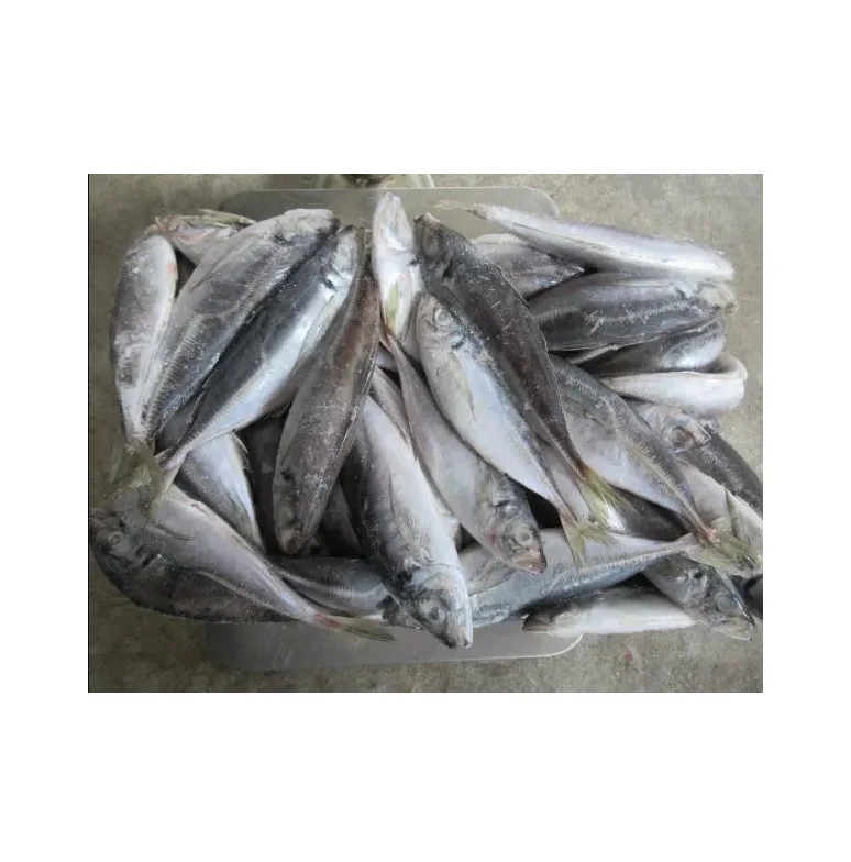 Atlantic Mackerel Frozen Fillets Frozen Fish Mackerel Exporters Pacific Horse Mackerel Market