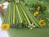 Natural Green