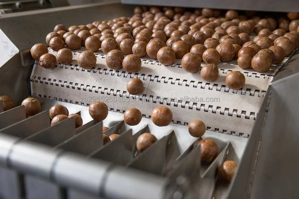 High Quality Premium Organic Raw Dried Macadamia Nuts From South Africa for Sale