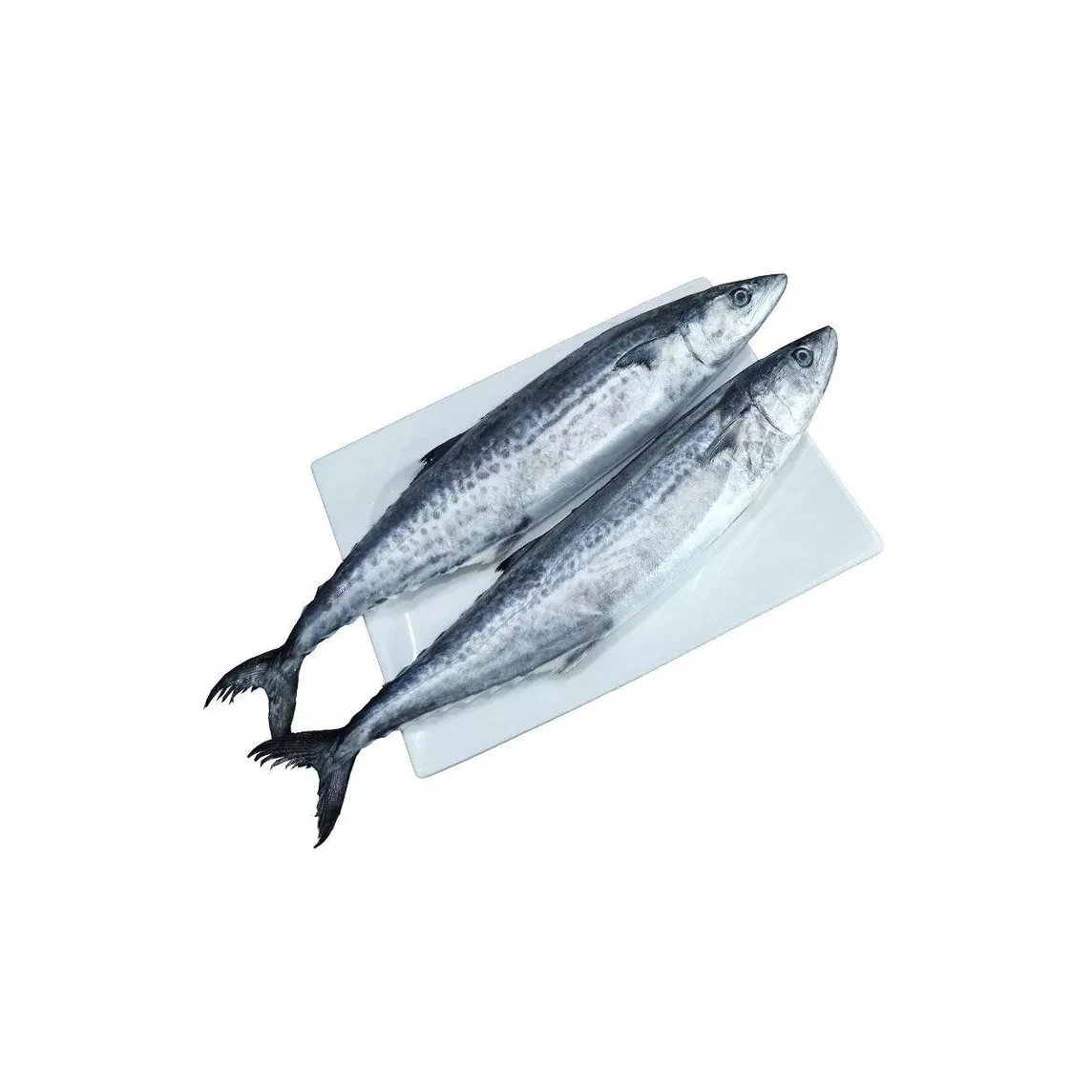 Premium Horse Frozen Mackerel Fish Bulk Hot Sale Seafood Frozen Whole Round Pacific Fish Mackerel for Canned Food