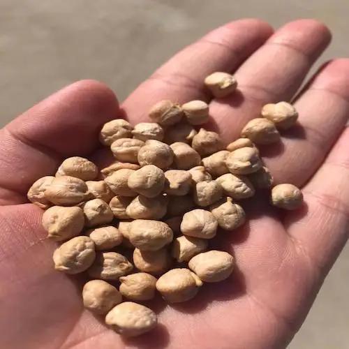 Сушеный нут для приготовления пищи, 2 кг/где купить лучший бренд, Кабули нута 7 мм от индейки/нута для продажи