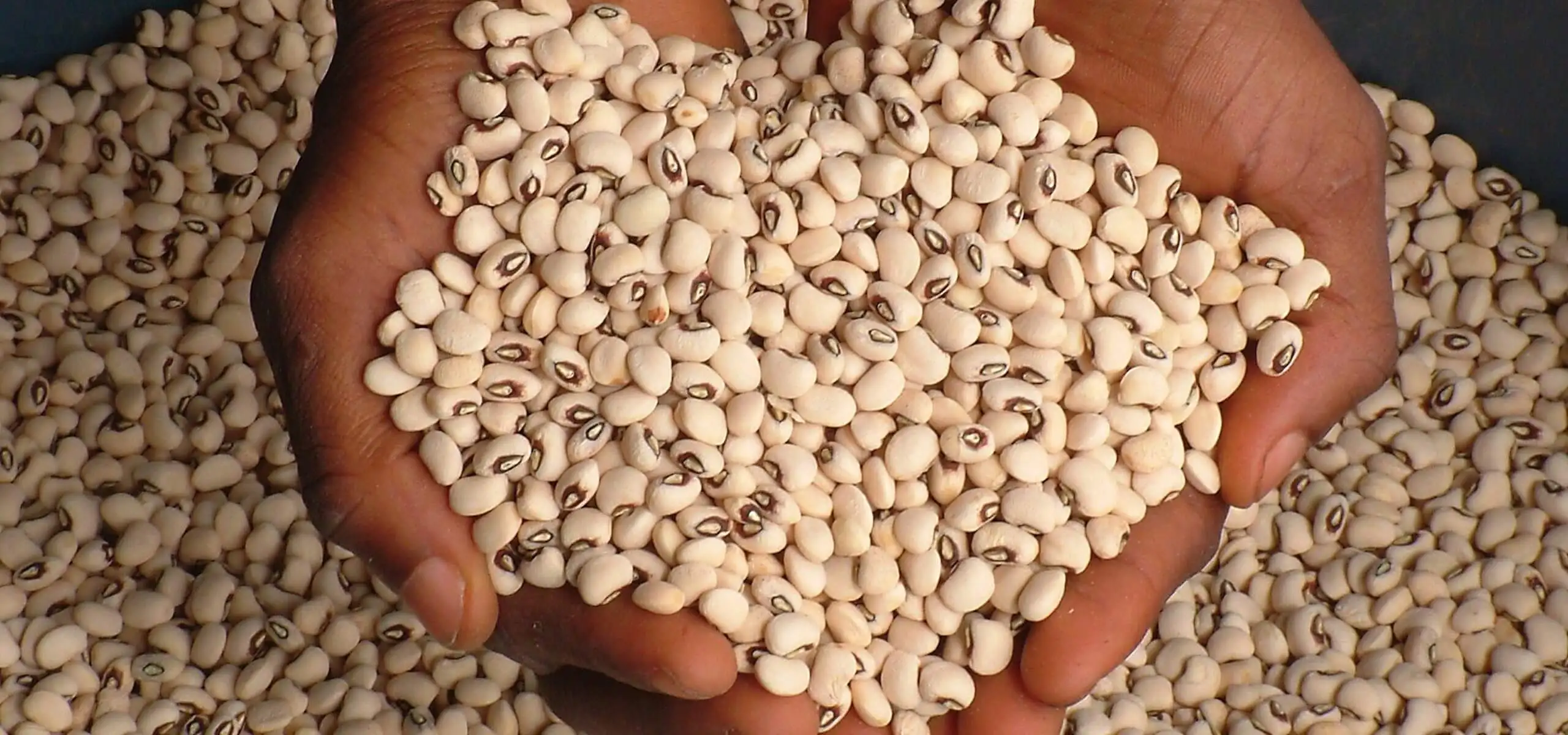 cowpea 3.jpg