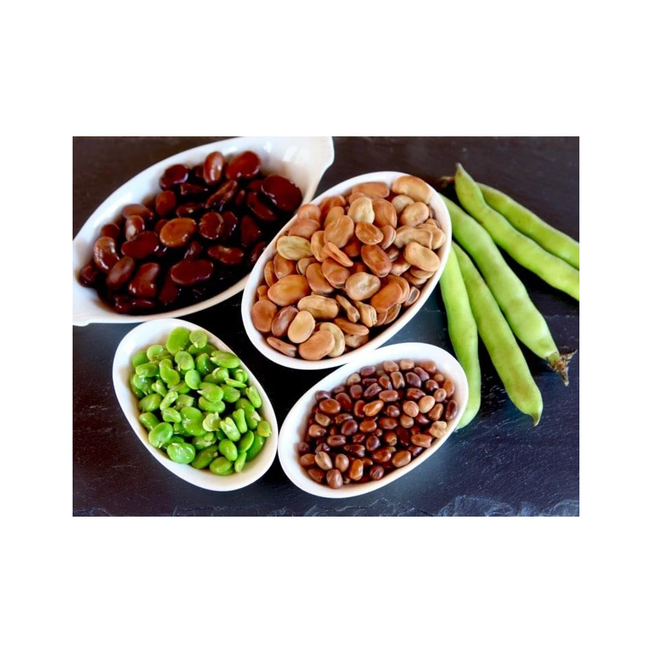 HIGH QUALITY ETHIOPIAN FABA / Fave BEANS BROAD BEANS horse beans FOR SALE