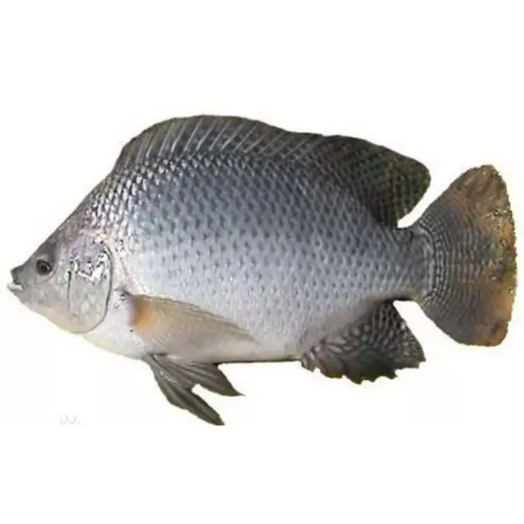Frozen Tilapia Gutted Scaled Iqf Ivp Iwp High Quality Tilapia Fillet