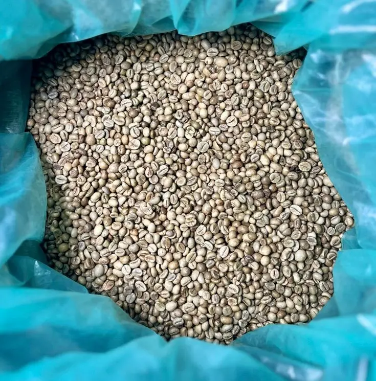 Hot sale green Robusta coffee beans
