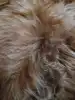 Gingembre