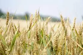 farm3.jpeg