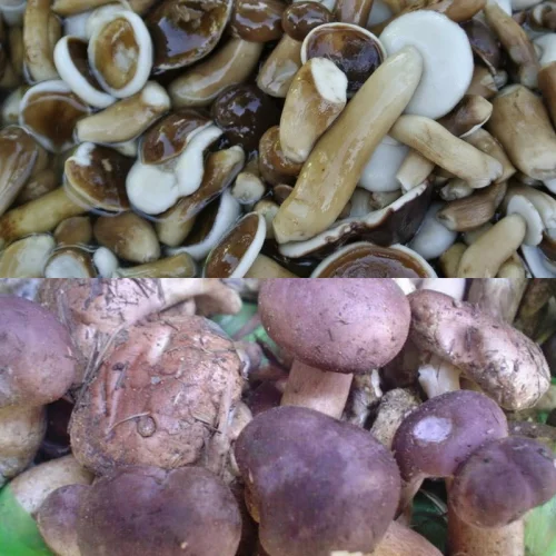 Замороженный сушеный шиитаке мелалеука гриб Tylopilus Felleus из Вьетнама сырое пищевое дополнение в упаковке