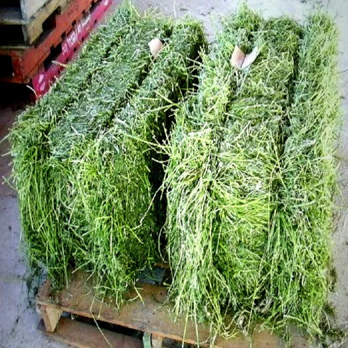 Natural Cattle Feed Alfalfa Hay Animal Feed For Sale High Nutritional Value Buy Alfalfa Hay
