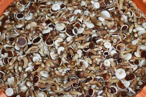 Замороженный сушеный шиитаке мелалеука гриб Tylopilus Felleus из Вьетнама сырое пищевое дополнение в упаковке