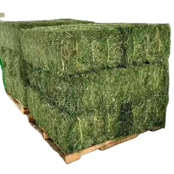 Alfalfa Hay For Animal Feed Ready To Deliver Buy Horse Hay Feeders