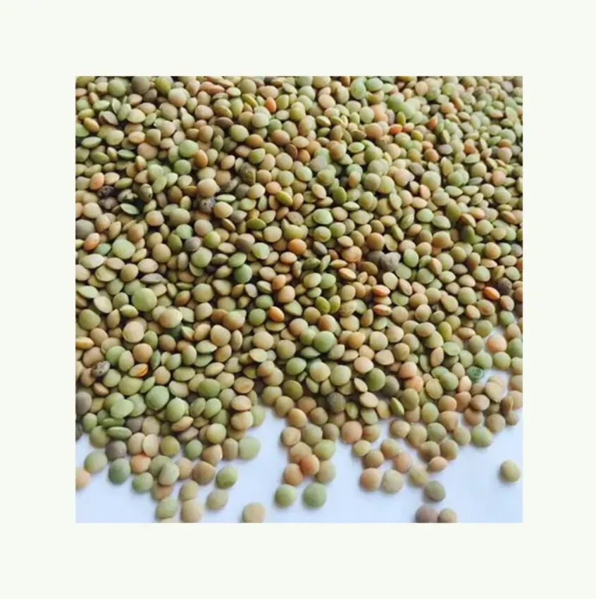 Healthy Food Green Lentils 100% Natural Legumes Organic Beans Bulk Non-GMO Dried Green Lentils Low Price