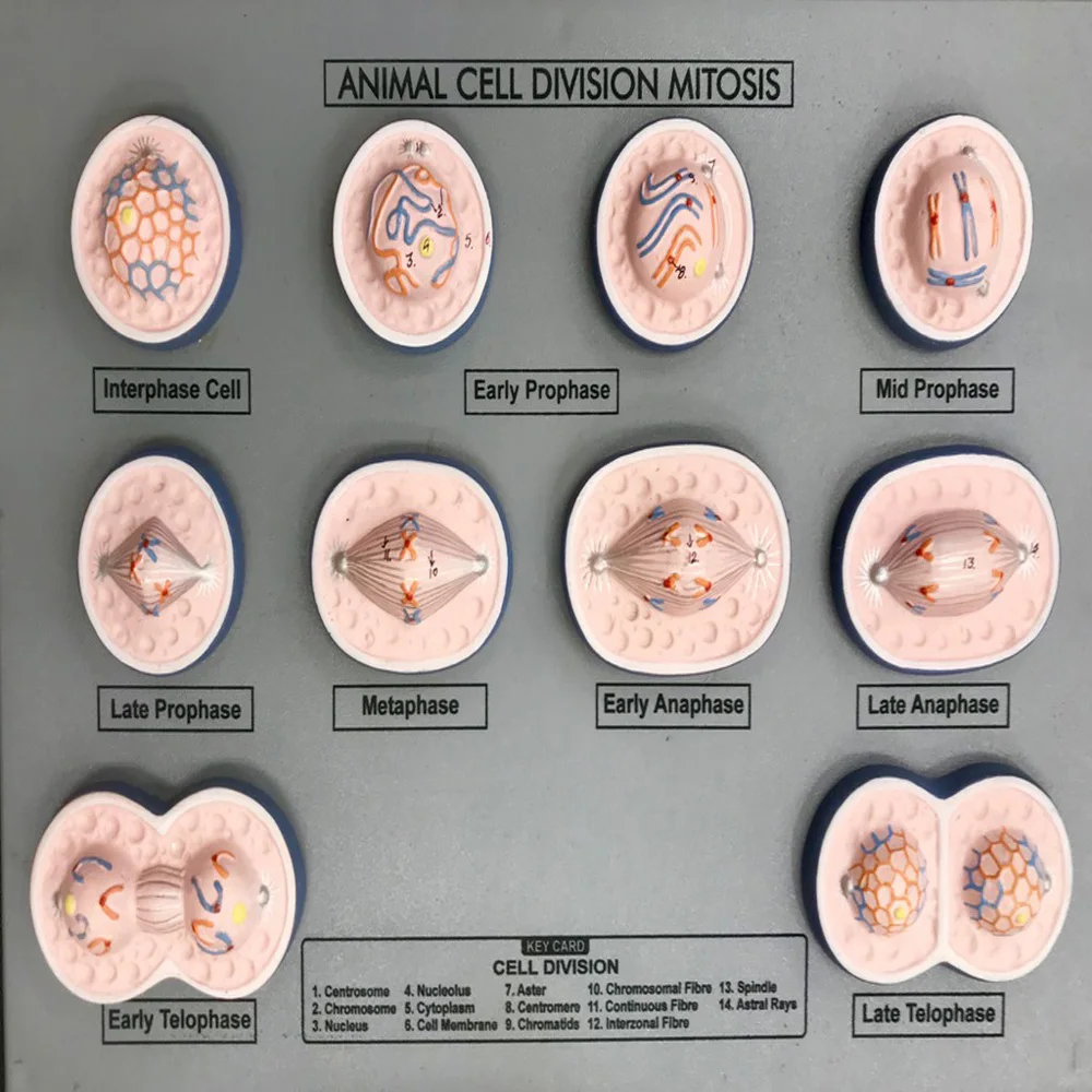 Animal Cell Division Mitosis A Part Of The Cell Cycle In Which Replicated  Chromosomes Are Separated Into Two New Nuclei. - Buy Animal Cell Division  Mitosis A Part Of The Cell Cycle