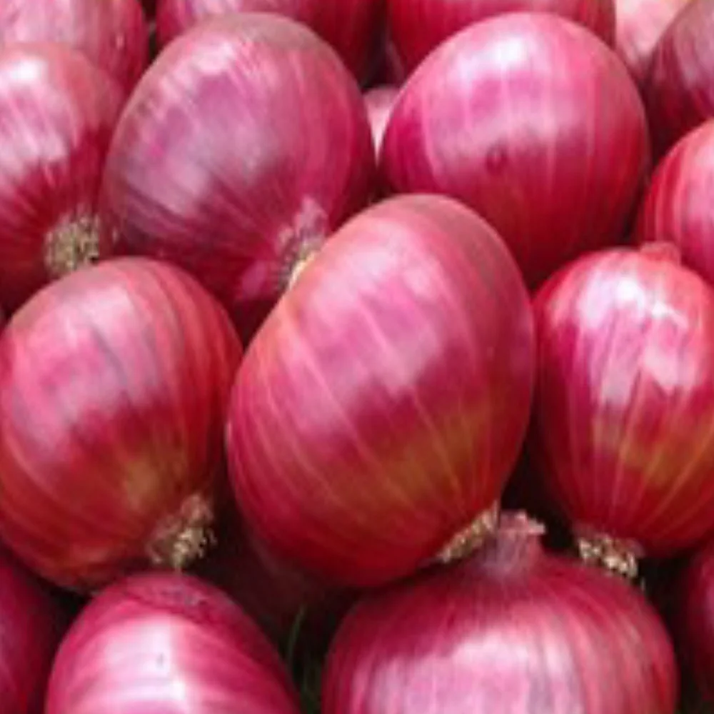 Bulk Fresh Red Onion With Free Shipping Ready For Sale Wholesale Price