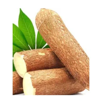 Cassava 10KG 送料込み 楽天市場】cassavaの通販