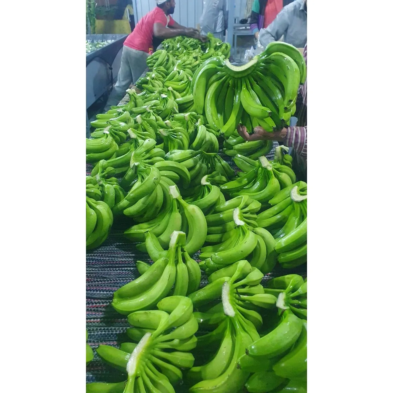 Total Organic Sweet and Creamy Fresh Bananas 1 Week Shelf Life
