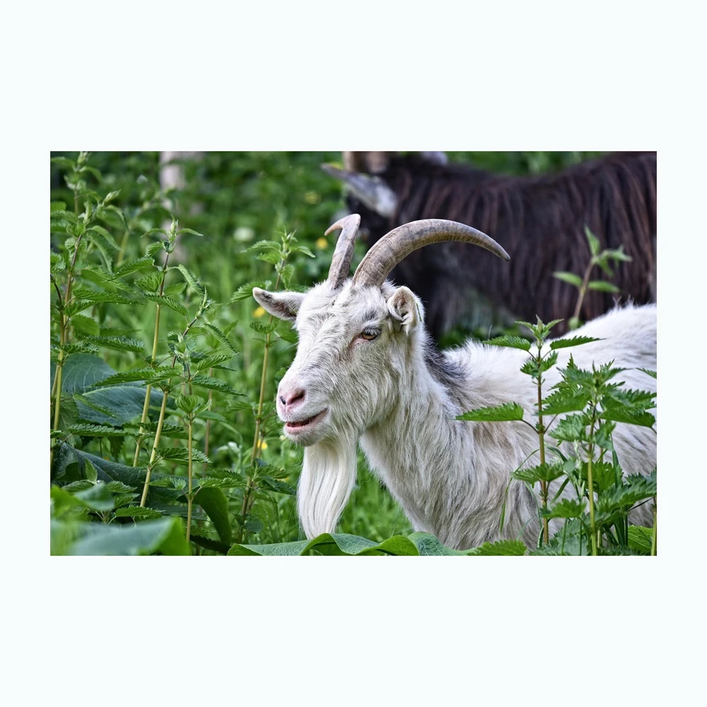High Quality Boer Goats / Saanen Goats / Anglonubian Goats Buy High