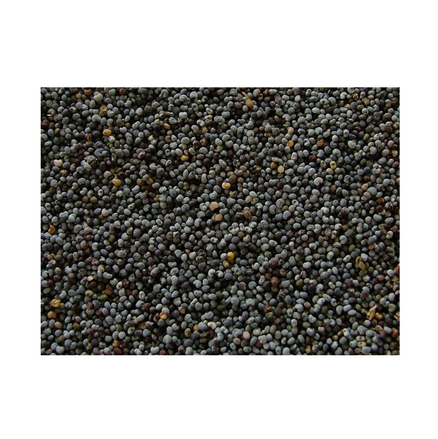 Top Quality Poppy Seeds At Factory Wholesale Prices Buy Blue Poppy   Ac97ce51806984b37985bfff78b635674a 