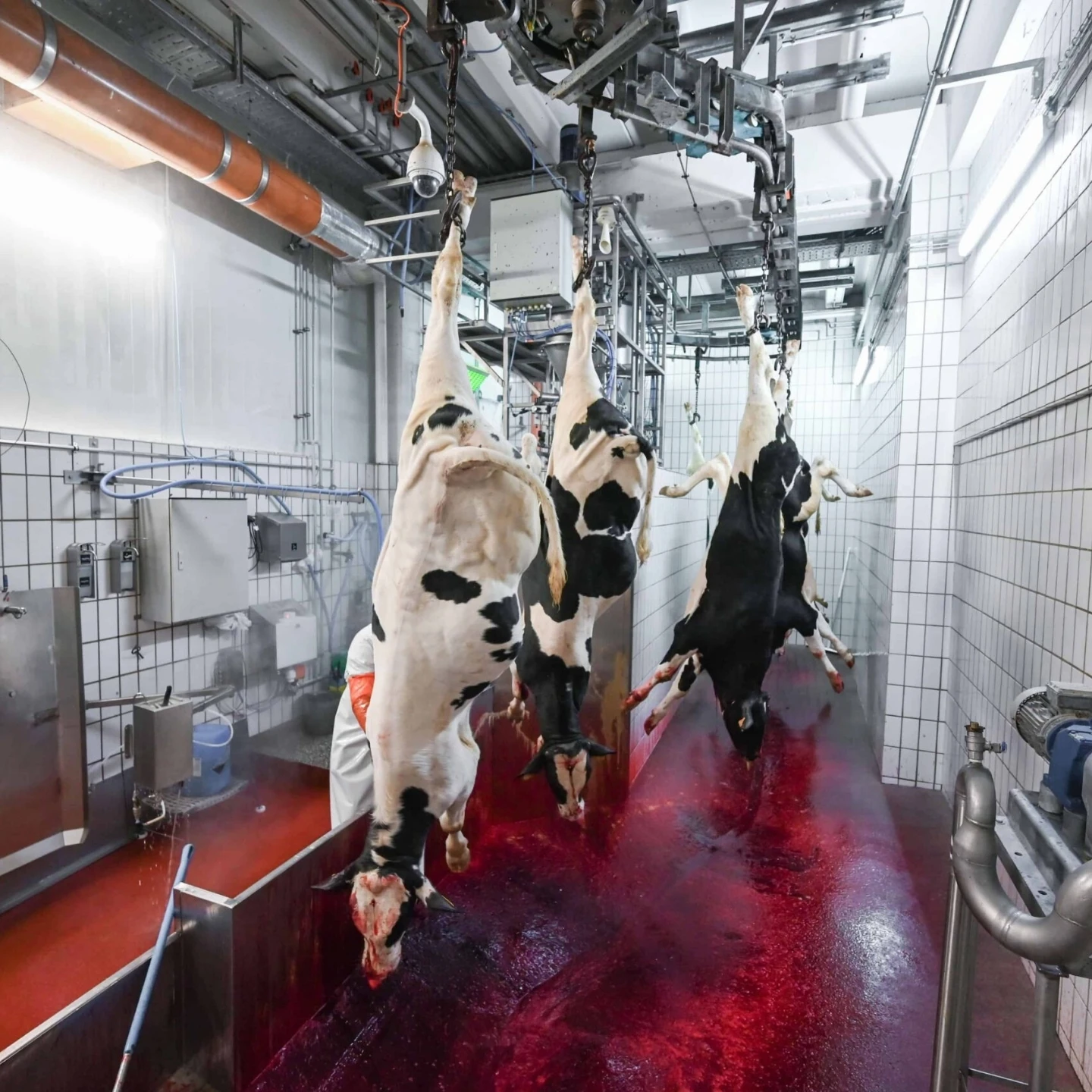 Automatic cattle bleeding line stainless steel beef slaughtering equipment halal certified model OSE-BL100