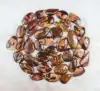Jasper Outback