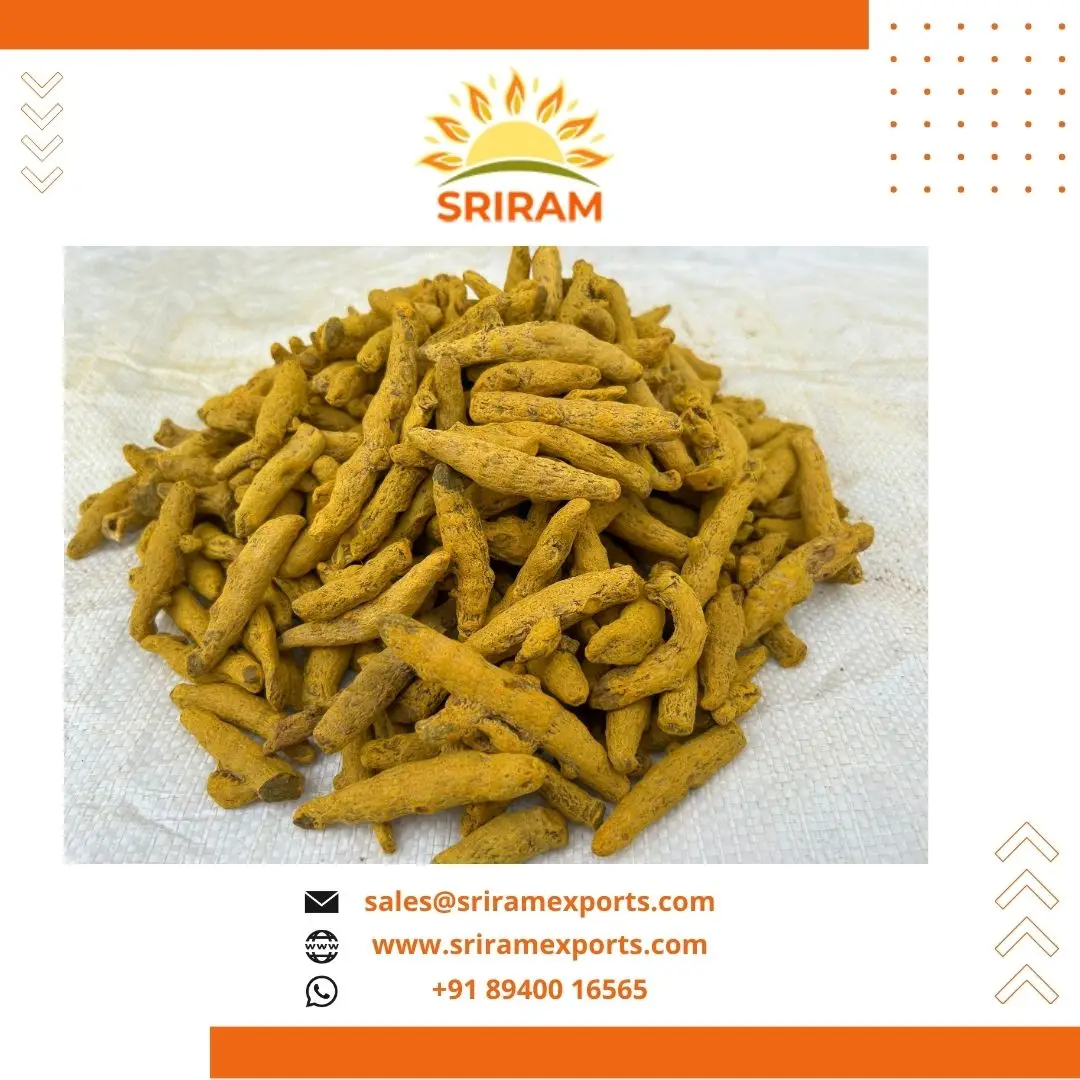 Premium Quality Turmeric Finger Nizamabad Double Polished High Curcuma ...