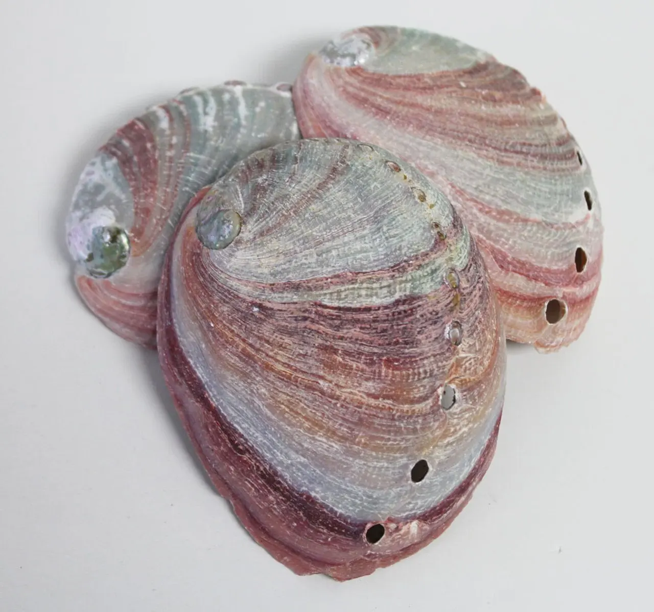 Natural Raw Large Size Abalone Shells for Sage Smudge Kits Cheapest ...