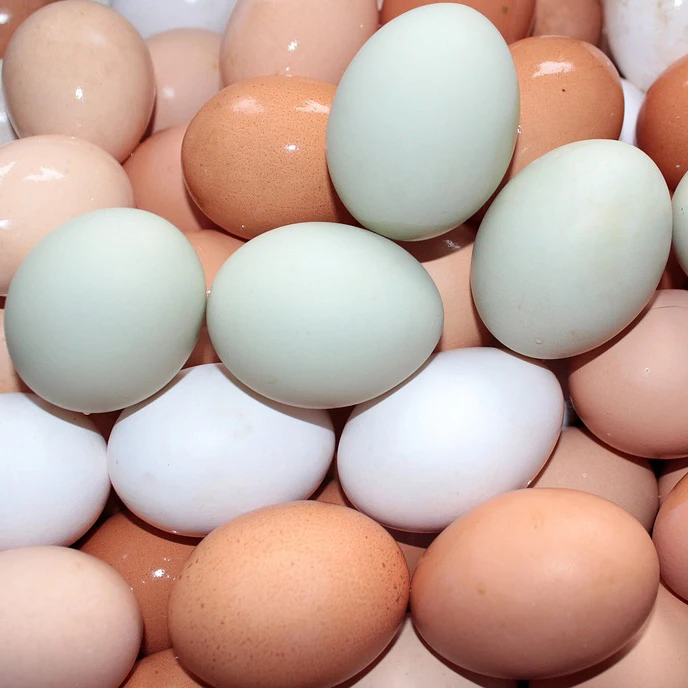 Hatching eggs. Яйцо куриное. Яйца куриные инкубационные. Яички куриные. Свежие куриные яйца.