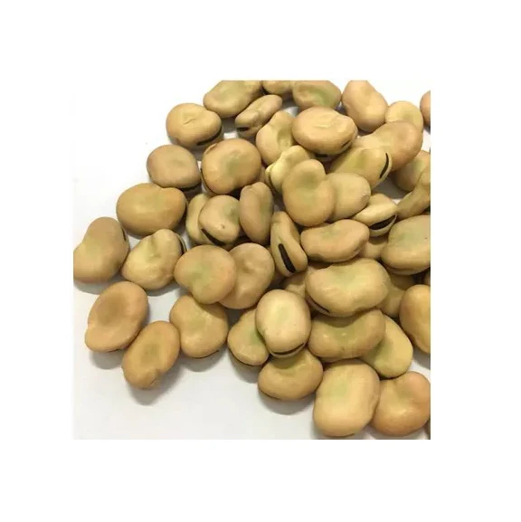 HIGH QUALITY ETHIOPIAN FABA / Fave BEANS BROAD BEANS horse beans FOR SALE