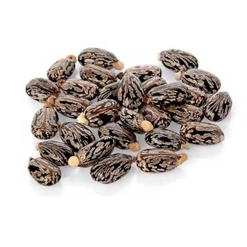 Bulk Castor Oil Seed With High Oil Content Castor Seed Buy Castor Seeds,Castor Oil Seed With