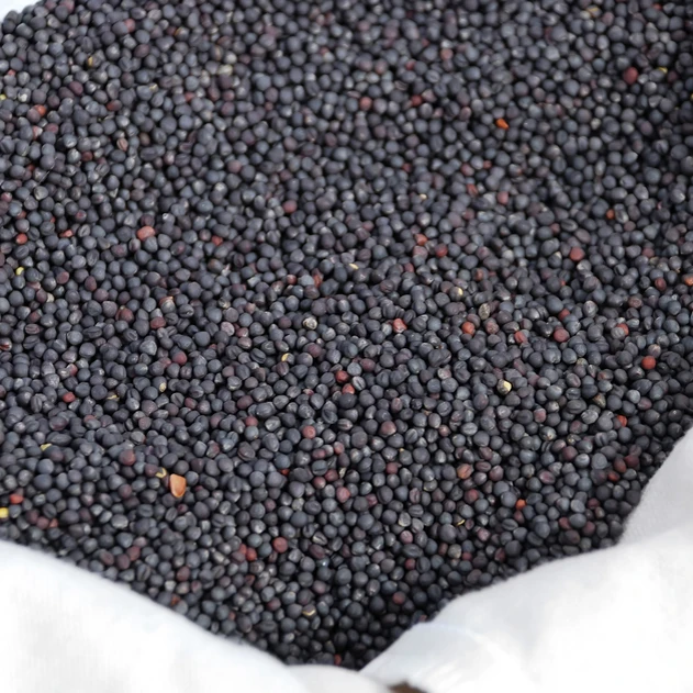 canola seeds (5).jpg