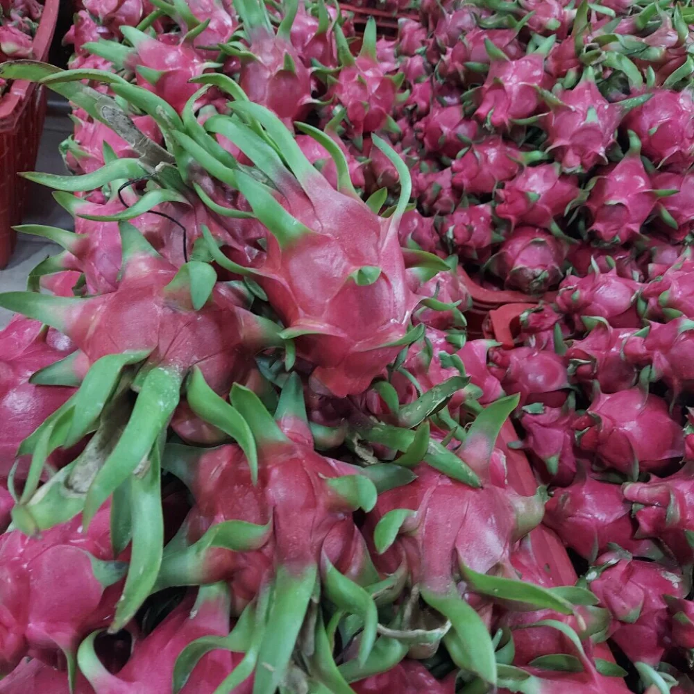 Wholesale Dragon Fruit Plant Fruit Packing Dragon Fruit Origin Good Shape Manufacturer Vietnam