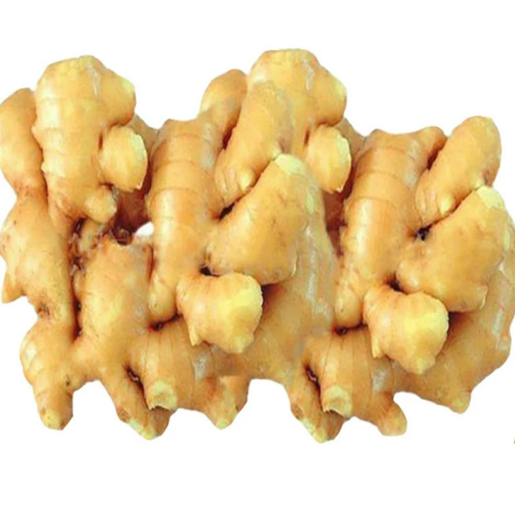 Wholesale Outstanding Quality Bulk Fresh Ginger Organic Fresh Vegetable Ginger