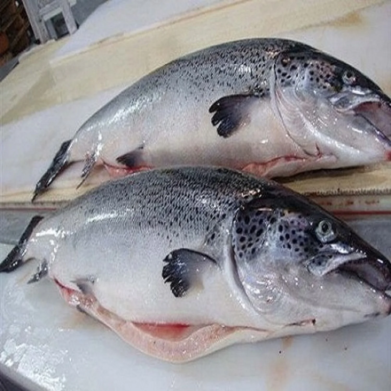 Farm Raised Atlantic Salmon Fillet Seafood Frozen Salmon Fish From