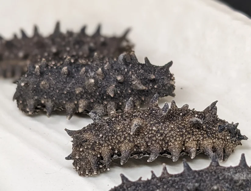 Sanriku Sea Cucumber Japanese Seafood Buy Japanese Seafood,Sanriku